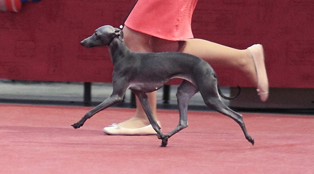 lula