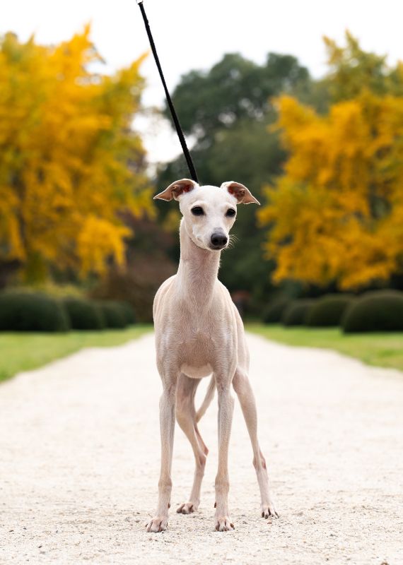 kn 570 x 800 (4)